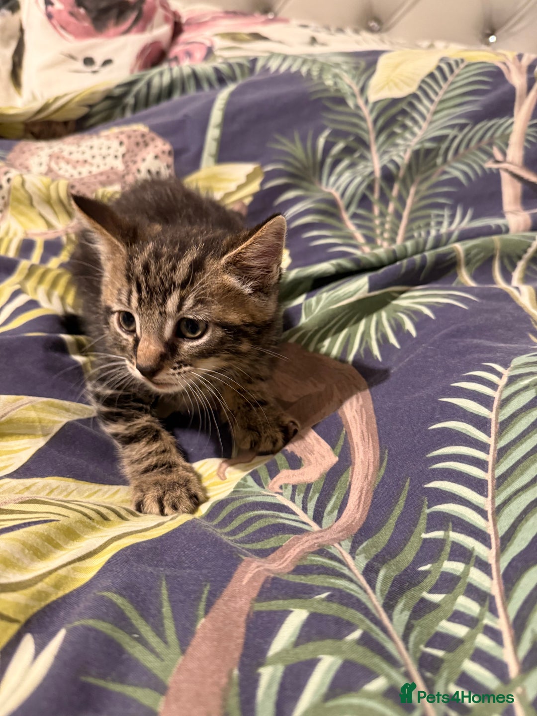 Mixed Breed cats for sale: Selling 4 beautiful kittens  - Advert 8