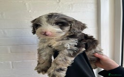 Cockapoo dogs for sale: Adorable Cockerpoo Puppies Ready - Image 20