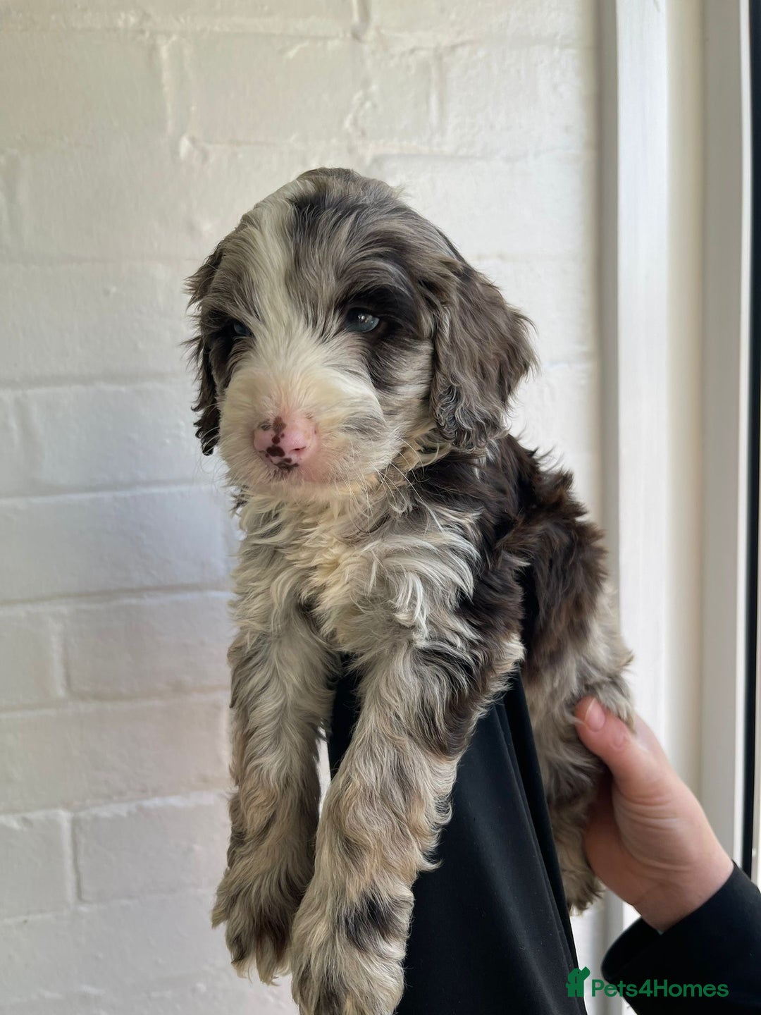 Cockapoo dogs for sale: Adorable Cockerpoo Puppies Ready - Image 20