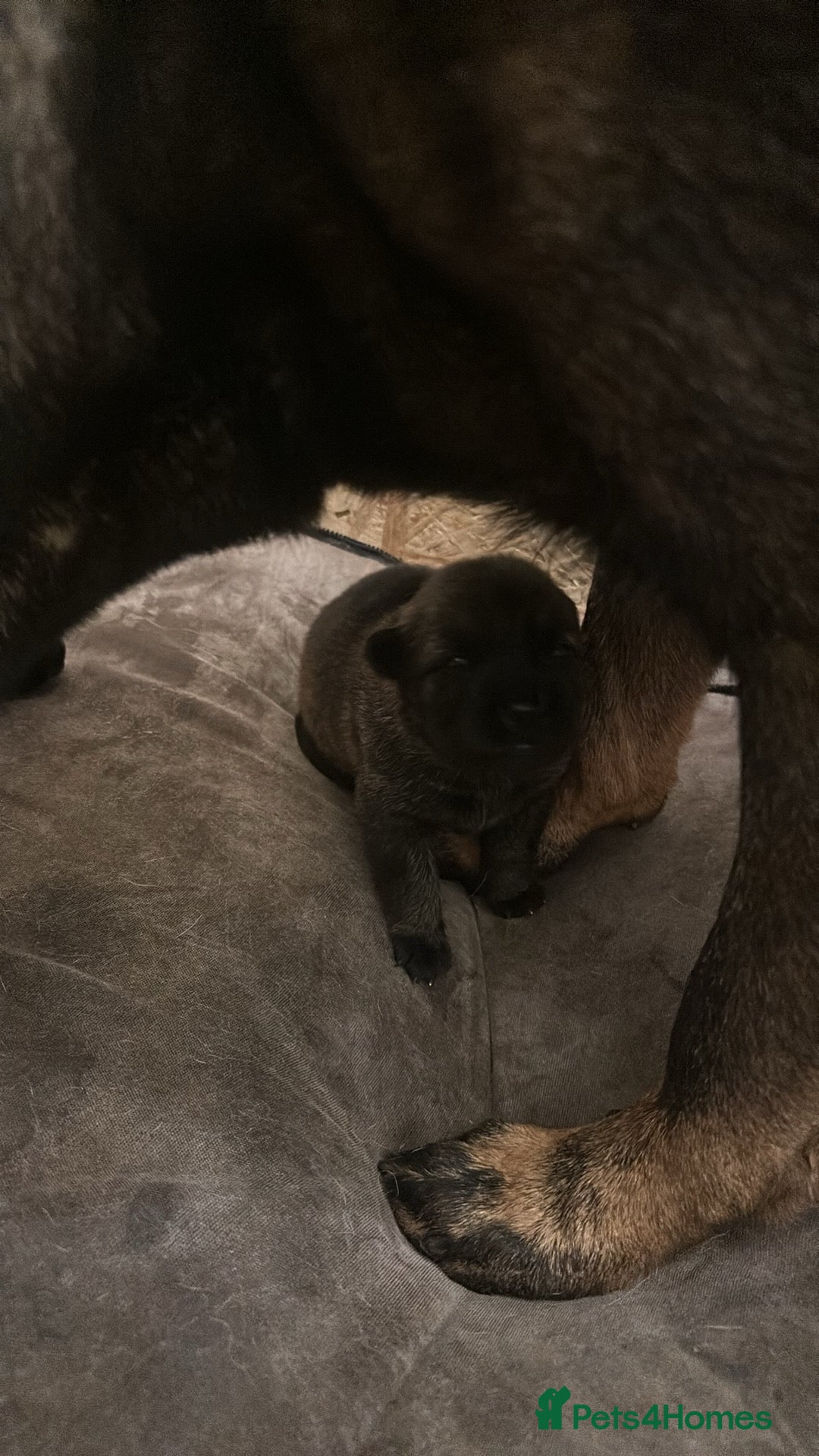 German Shepherd dogs for sale: 7 stunning kc reg working German shepherd pups - Image 18