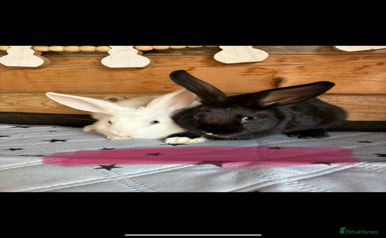 Mini Lop rabbits - Advert 7