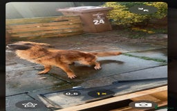 German Shepherd dogs for sale: Thunder  - Image 1