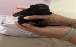British Shorthair cats for sale: Black kittens - Image 9