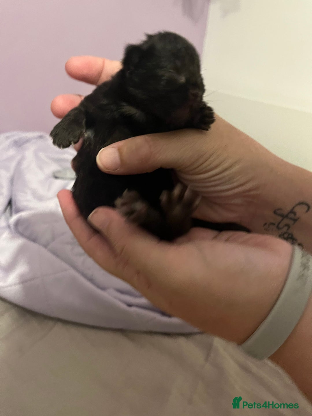 British Shorthair cats for sale: Black kittens - Image 9