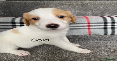Mixed Breed dogs - Advert 4
