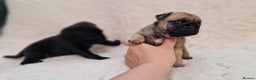 Pug dogs for sale: 2 Adorable pug puppies for sale  - Advert 15