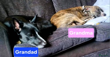 Mixed Breed dogs Short haired Collie pups - Advert 4