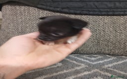 Mixed Breed dogs for sale: Pomeranian cross puppies ready now - Image 33