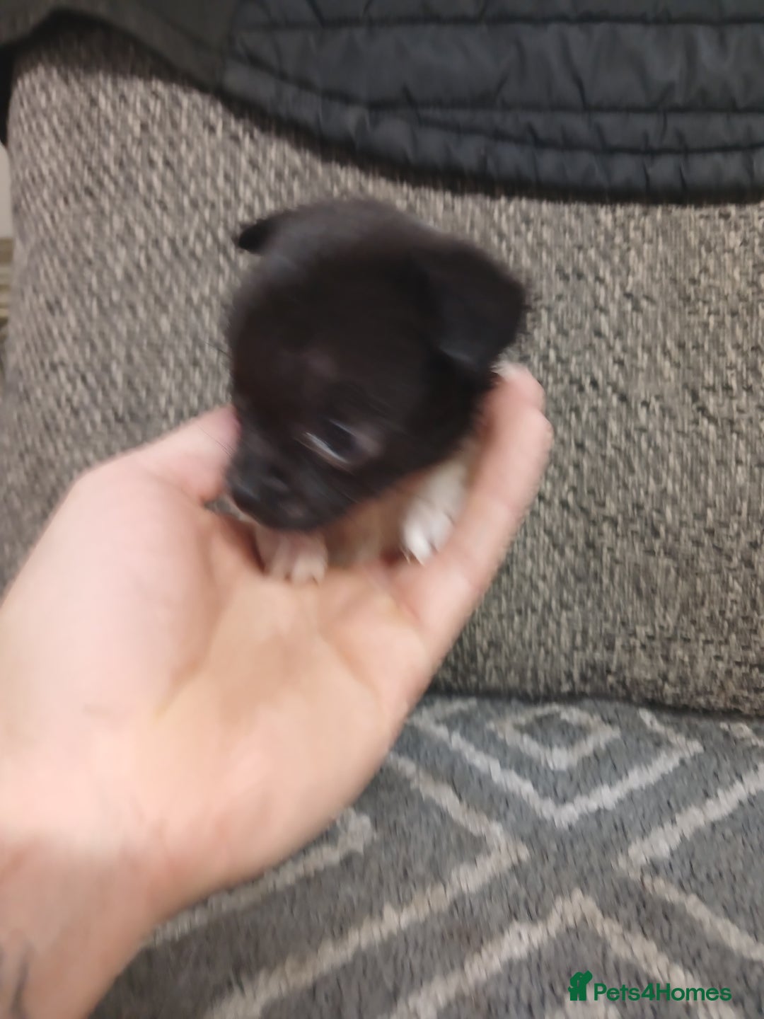 Mixed Breed dogs for sale: Pomeranian cross puppies ready now - Image 33