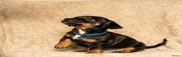 Mixed Breed dogs for sale: French bullwieners  in Cardiff - Advert 4