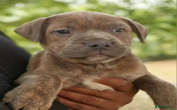 Staffordshire Bull Terrier dogs for sale: CHUNKY blue Staffordshire bull terror puppys - Image 12