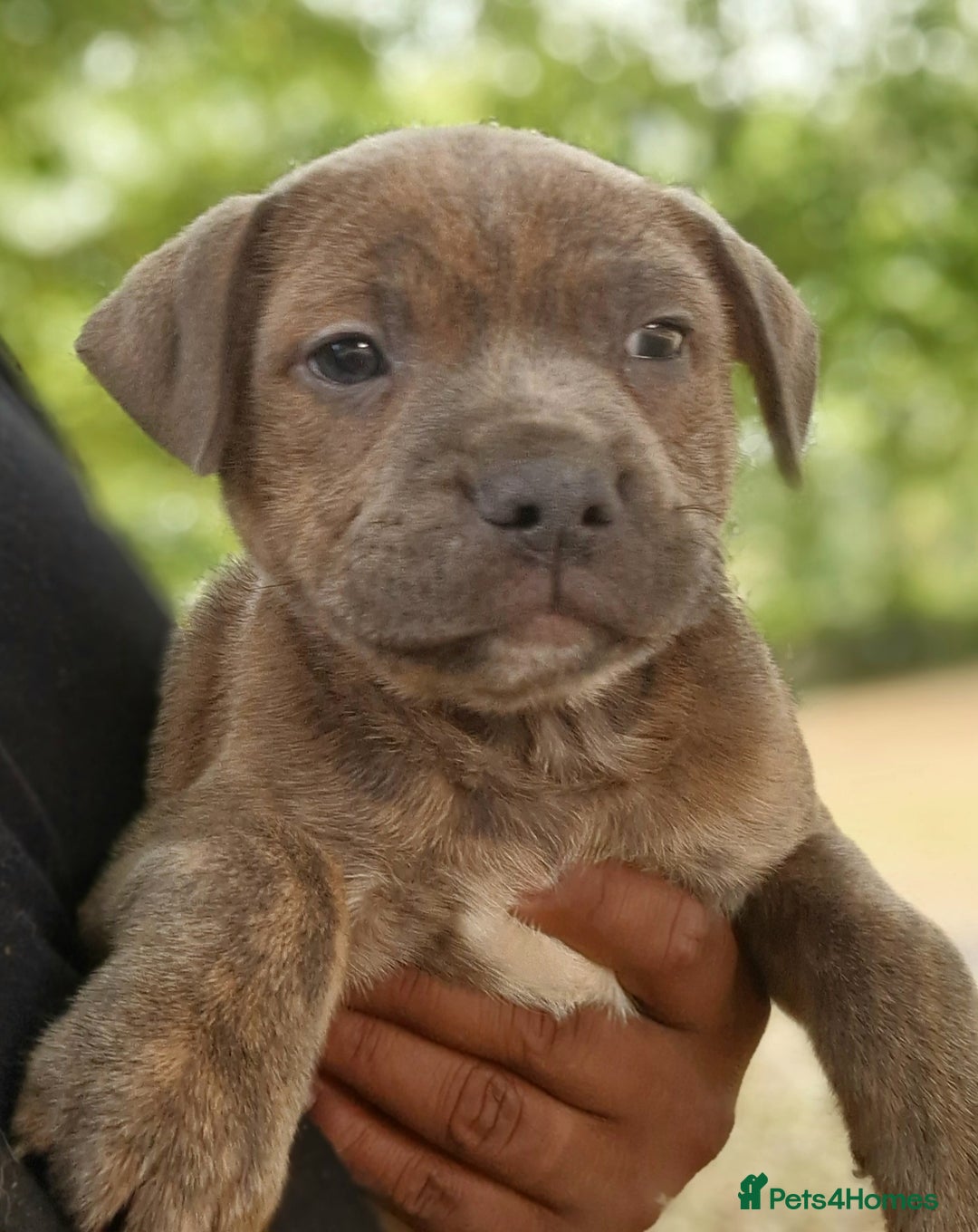 Staffordshire Bull Terrier dogs for sale: CHUNKY blue Staffordshire bull terror puppys - Image 12