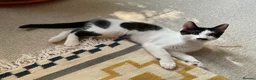 Domestic Shorthair cats for sale: 4 Beautiful Kittens Ready for their Forever Homes - Advert 22