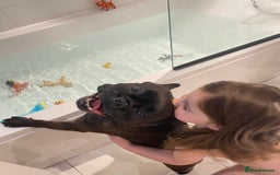French Bulldog dogs for sale: French Bulldog - 7 years old  - Image 6
