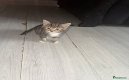 Norwegian Forest Cat cats for sale: Fluffy bundles of joy ready now  - Image 13