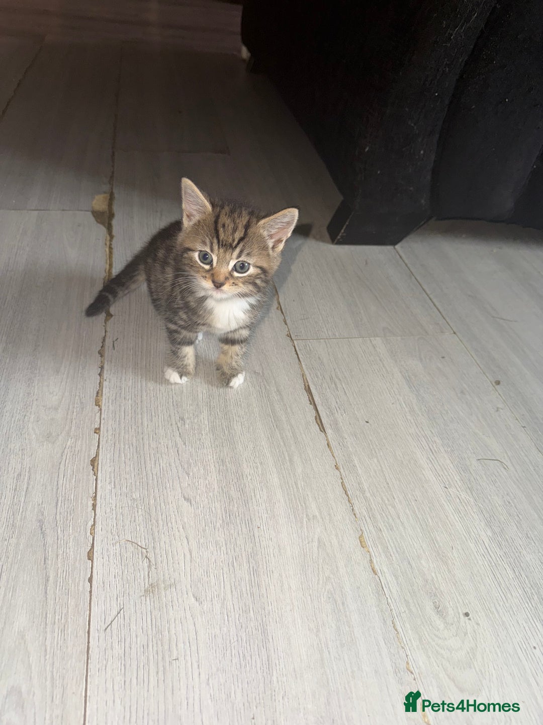 Norwegian Forest Cat cats for sale: Fluffy bundles of joy ready now  - Image 13