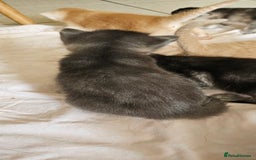Mixed Breed cats for sale: Abyssinian x Bengal  - Image 29