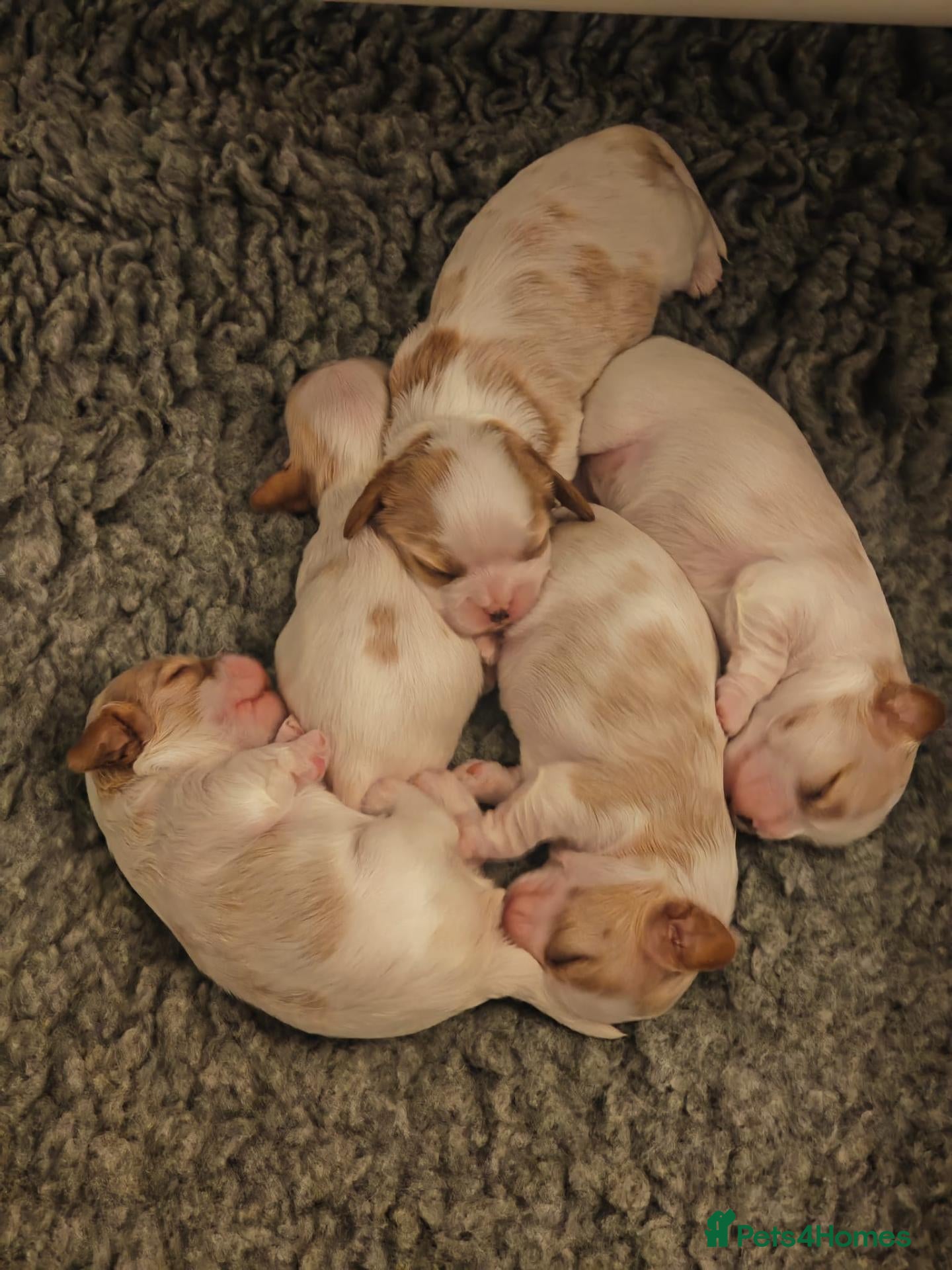 Cavalier King Charles Spaniel dogs KC Reg Health Tested Cavalier Puppies born 3/9 - Advert 5