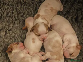 Cavalier King Charles Spaniel dogs KC Reg Health Tested Cavalier Puppies born 3/9 - Advert 2