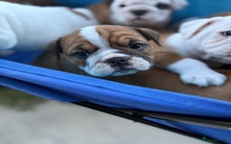English Bulldog dogs for sale: Gorgeous Purebred English Bulldog Puppies - Image 16