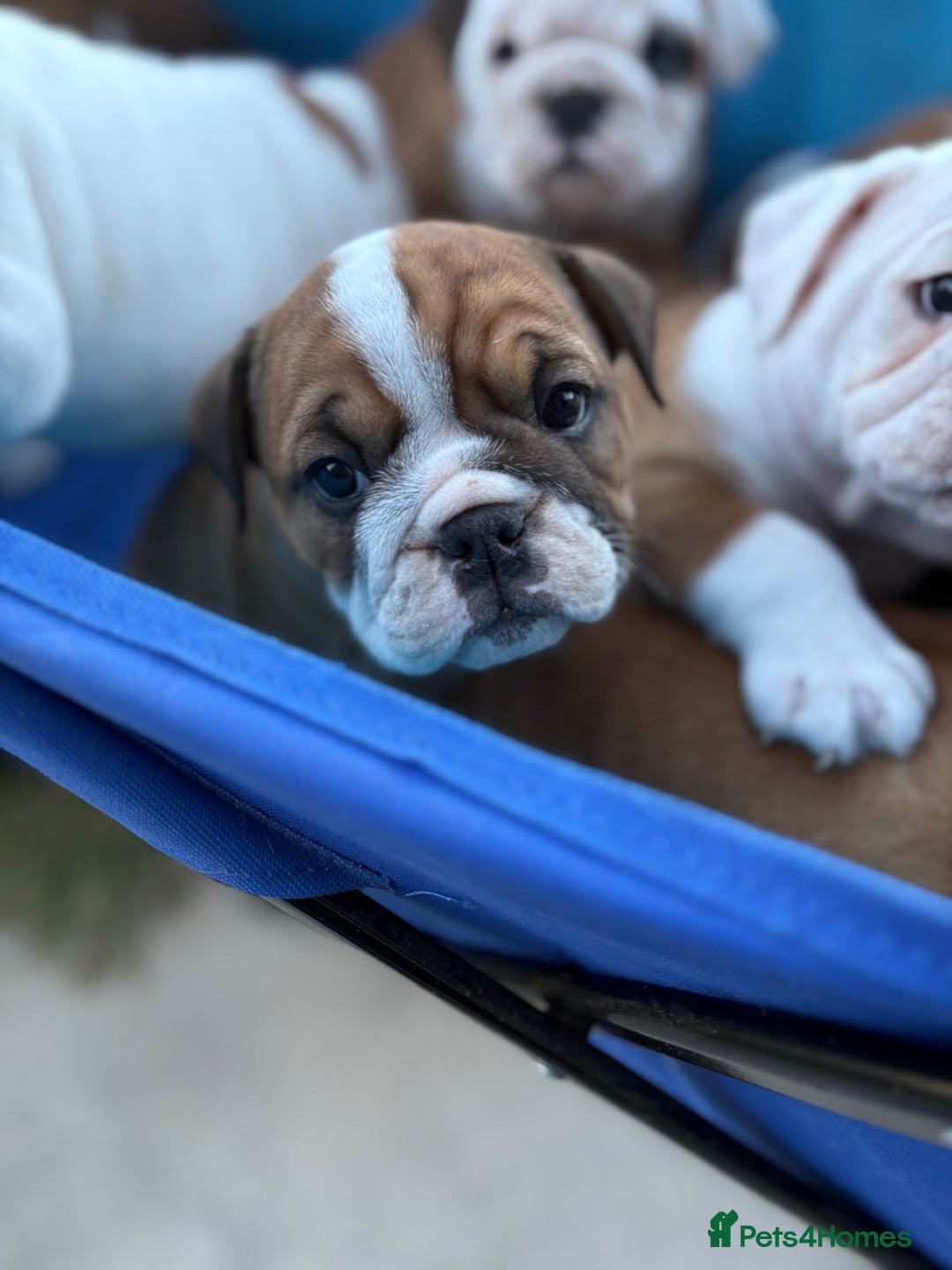 English Bulldog dogs for sale: Gorgeous Purebred English Bulldog Puppies - Image 16