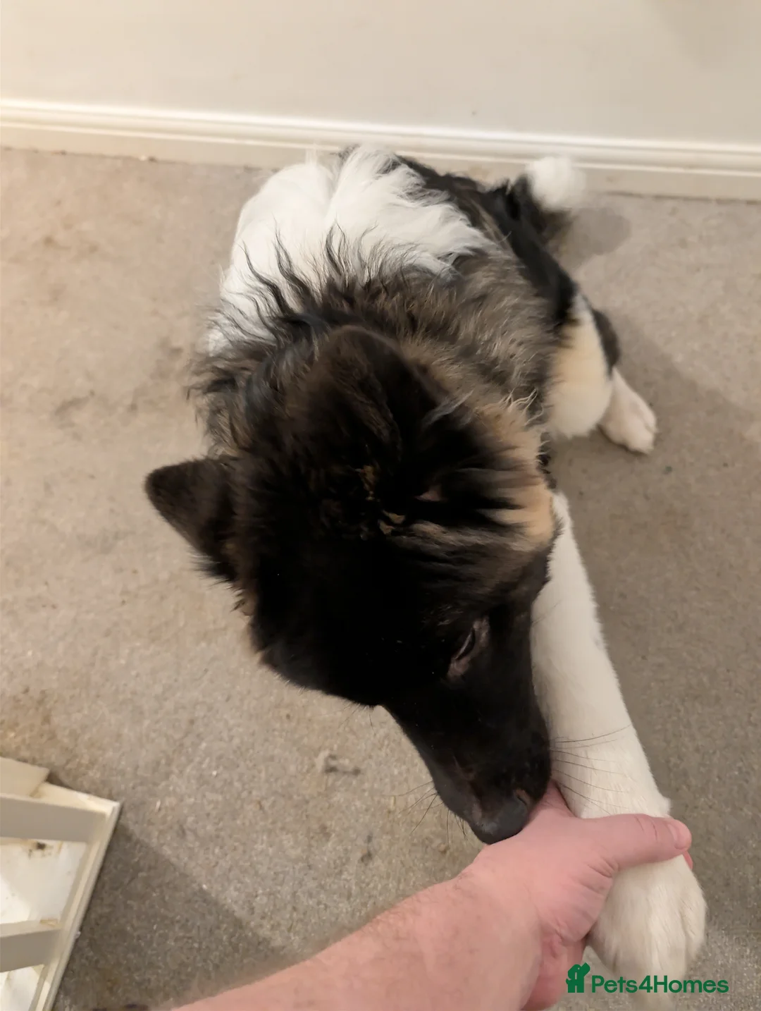 Akita dogs for sale: Full Japanese Akita - 7 months old in Telford - Advert 2