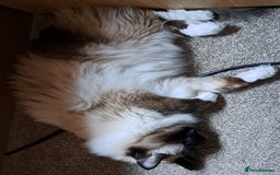 Ragdoll cats for sale: Ragdoll with Starter Kit - Image 4