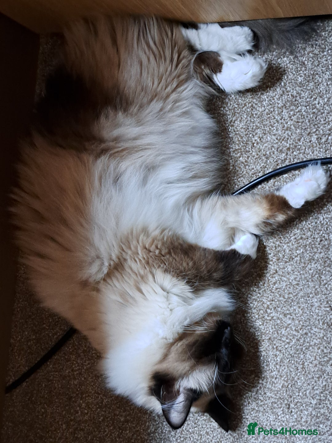 Ragdoll cats for sale: Ragdoll with Starter Kit - Image 4