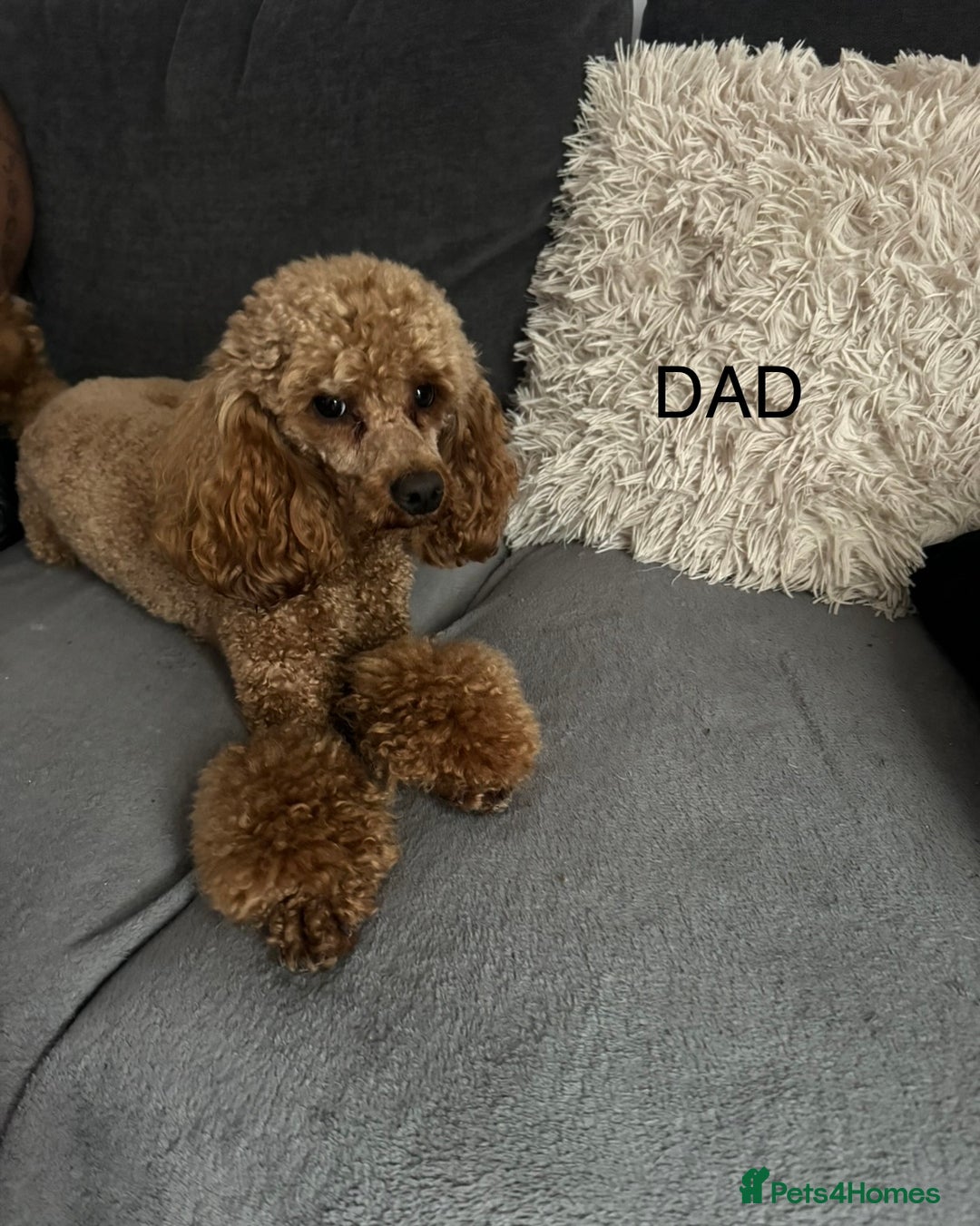 Toy Poodle dogs for sale: Adorable toy 🧸 poodle ✨ - Advert 12