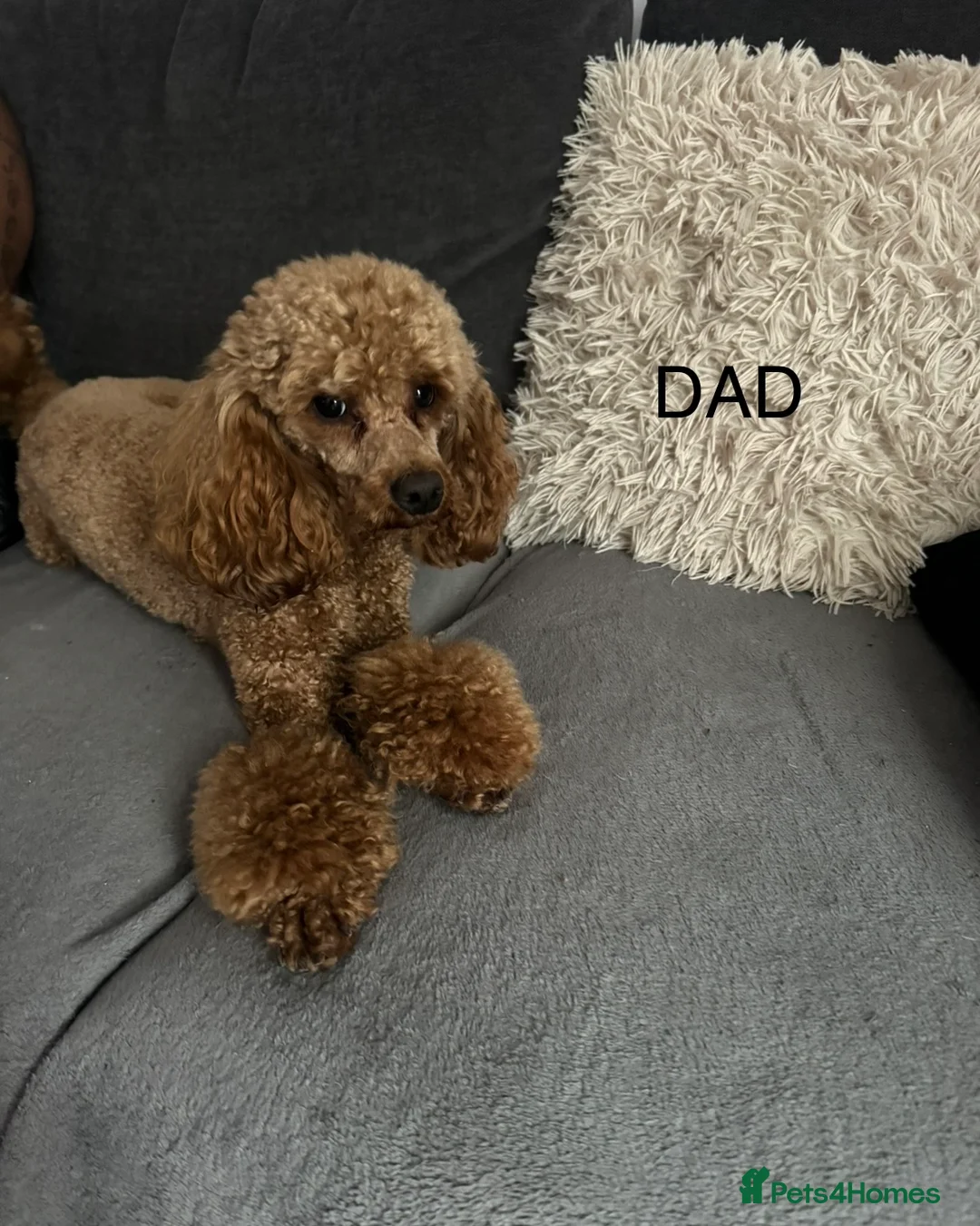 Toy Poodle dogs for sale: Tiny Red toy 🧸 poodle ✨💖 - Advert 10