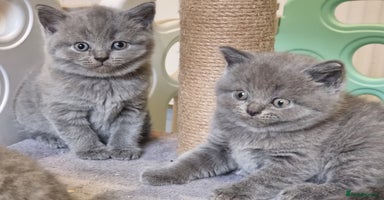 British Shorthair cats - Advert 6