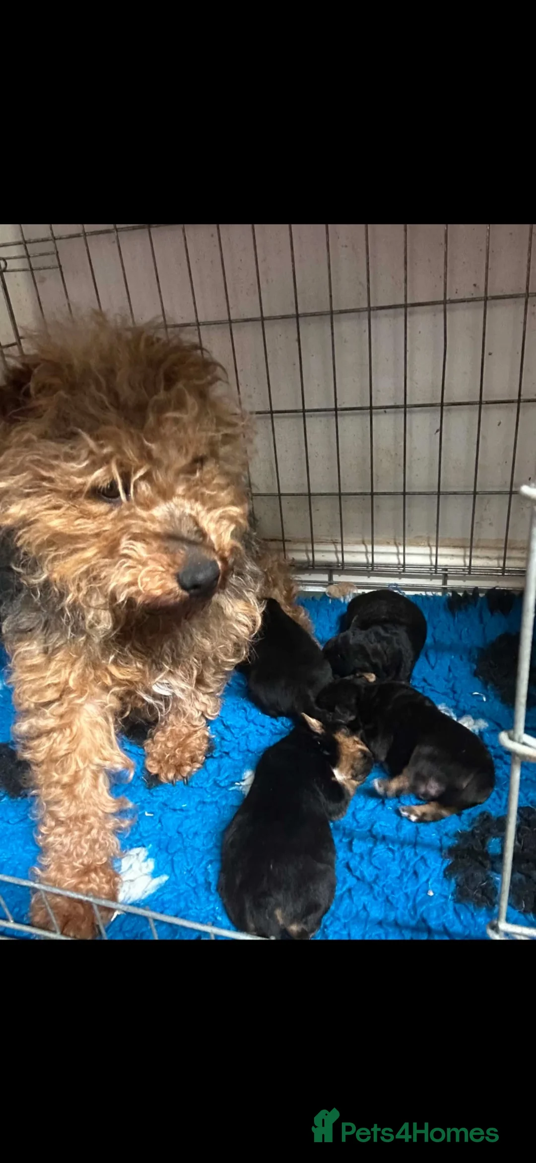 Lakeland Terrier dogs for sale: Lakeland puppies  in Liskeard - Advert 2
