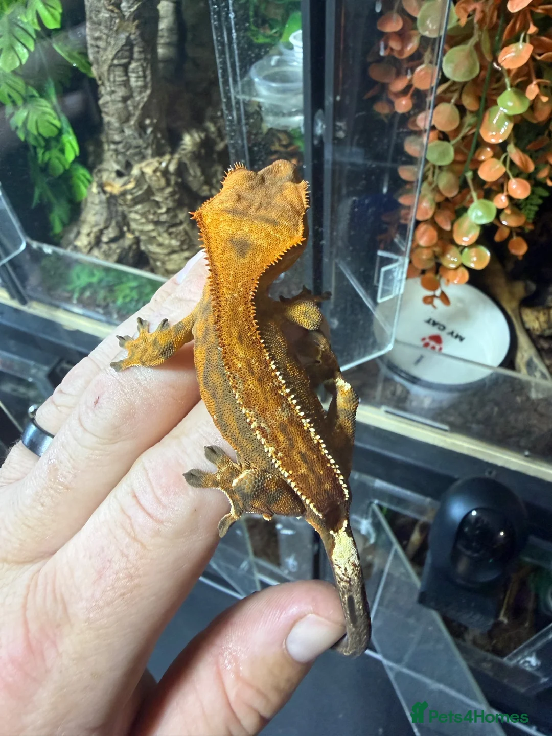 Gecko reptiles for sale: Male cappuccino crested Gecko - Advert 2