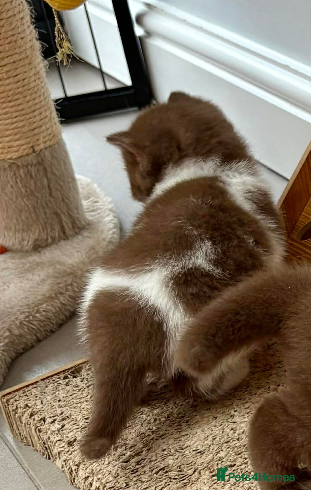 British Shorthair cats for sale: Luxury British Short-Choc& Bi-Coloured|07988240877 - Advert 10