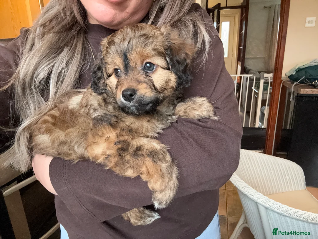 Maltipoo dogs for sale: Maltipoo puppy - Advert 6