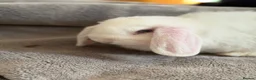 Mini Lop rabbits for sale: Lovely Mini lop for sale  (BEW) - Advert 4