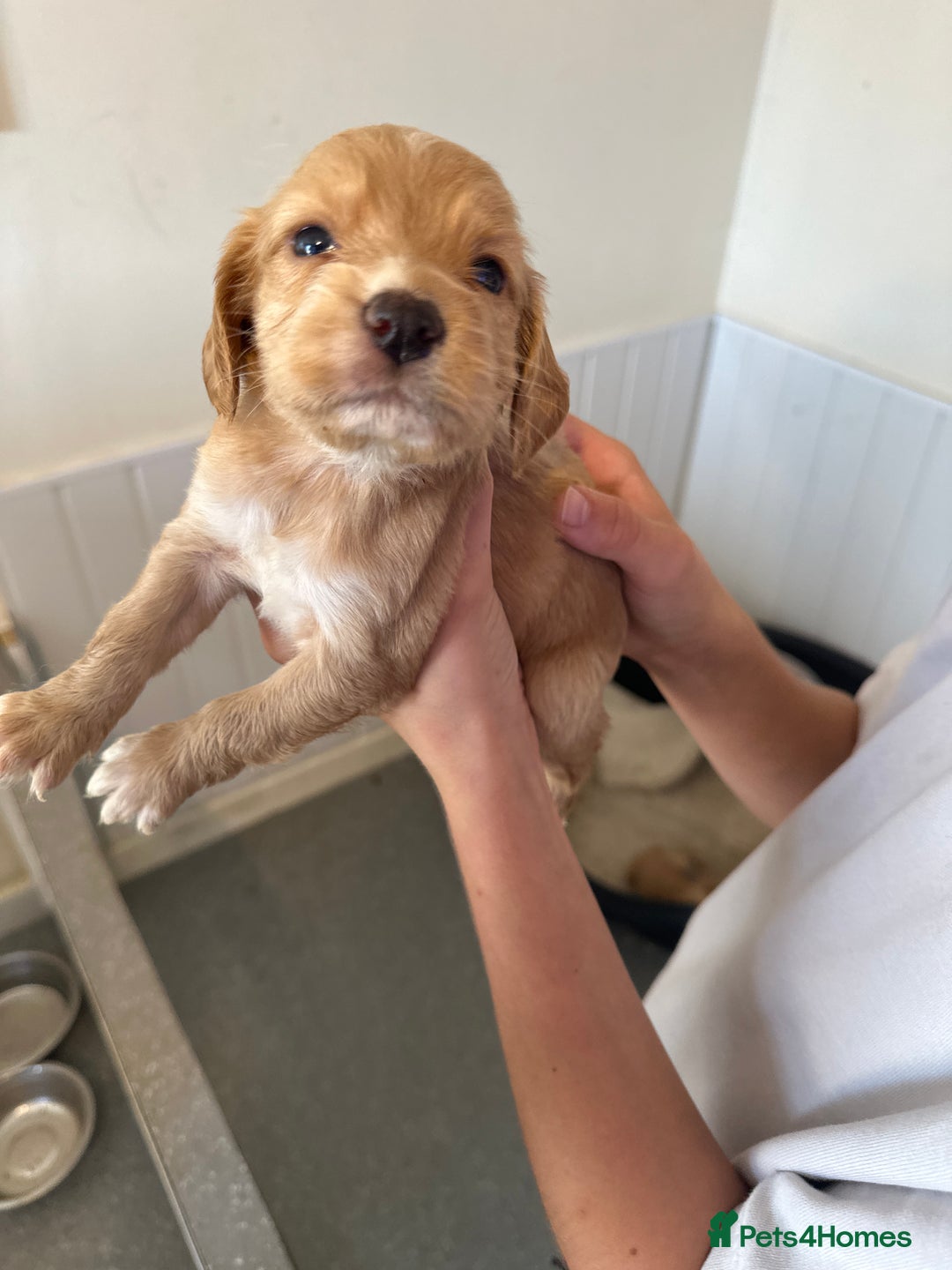 Cocker Spaniel dogs for sale: Kc cocker spaniels  - Image 15
