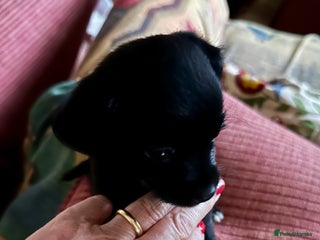 Yorkiepoo dogs Chihuahua-Yorkipoos vaccinated chipped and ready - Advert 4