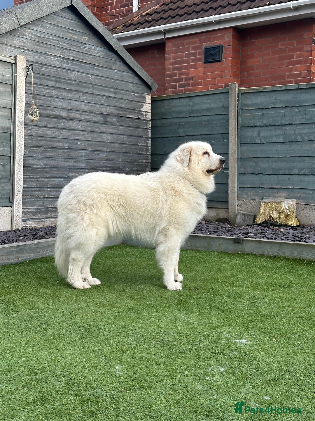 Pyrenean Mountain Dog dogs for sale: 3 Year Old Loving Girl  - Advert 9