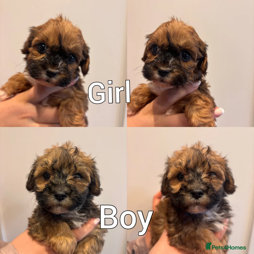 Maltipoo dogs for sale: REDUCED - READY TO LEAVE F1 Fully Health Tested - Advert 1