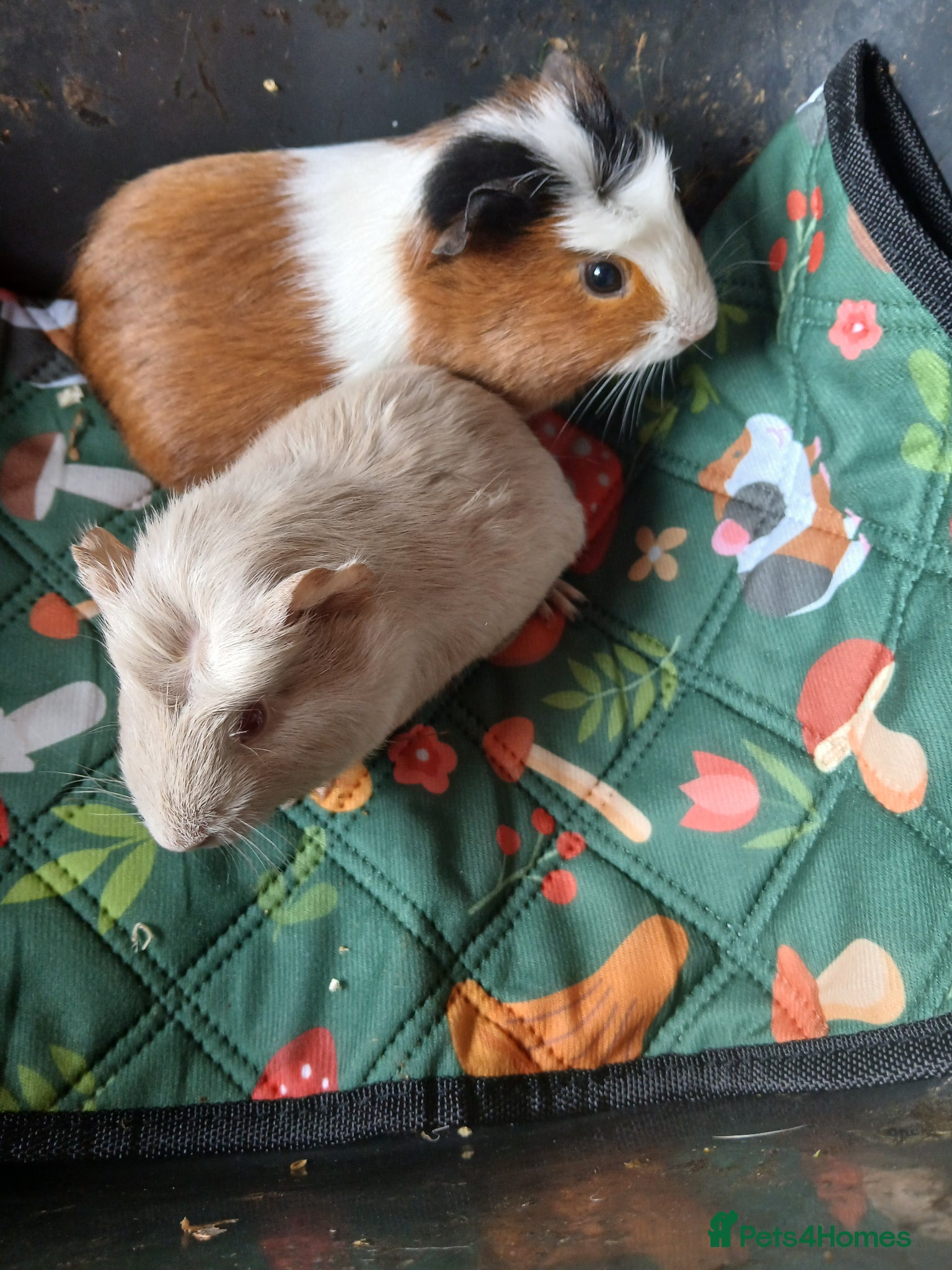 Guinea Pig rodents Bonded Sow Guinea Pigs for sale. - Advert 2