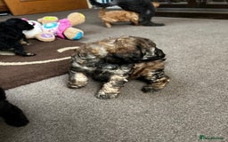 Toy Poodle dogs for sale: Beautiful Toy Poodle Puppies - Image 13