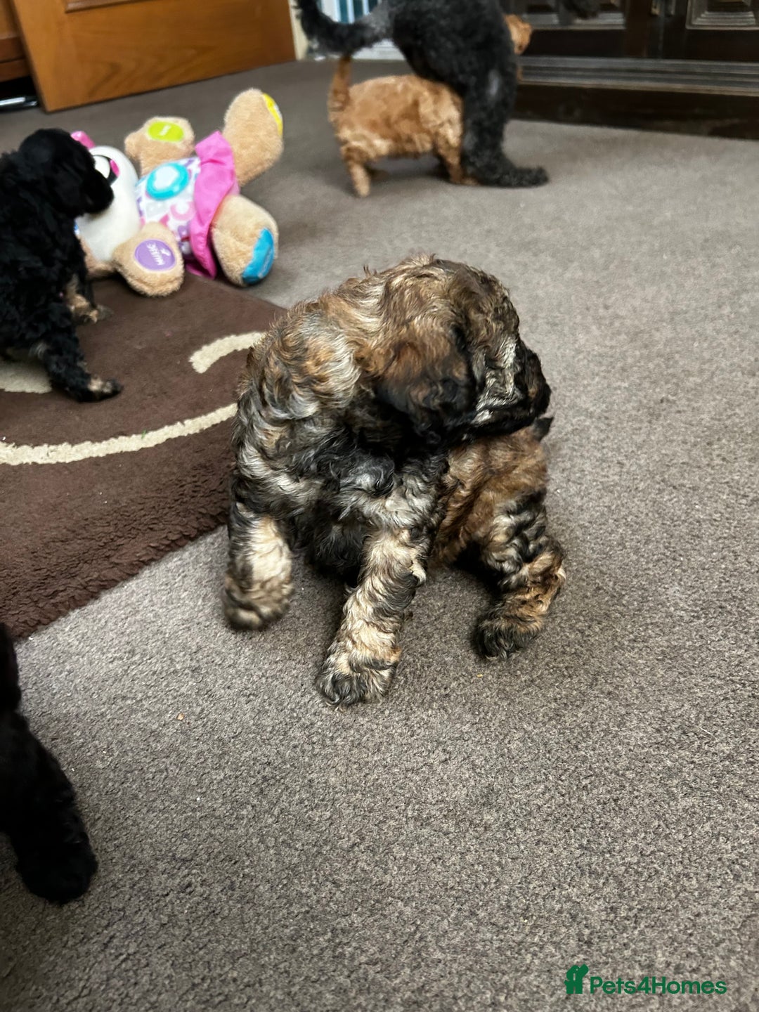 Toy Poodle dogs for sale: Beautiful Toy Poodle Puppies - Image 13
