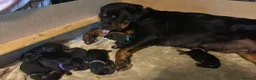 Rottweiler dogs for sale: KC Registered Rottweiler Puppies - Advert 7