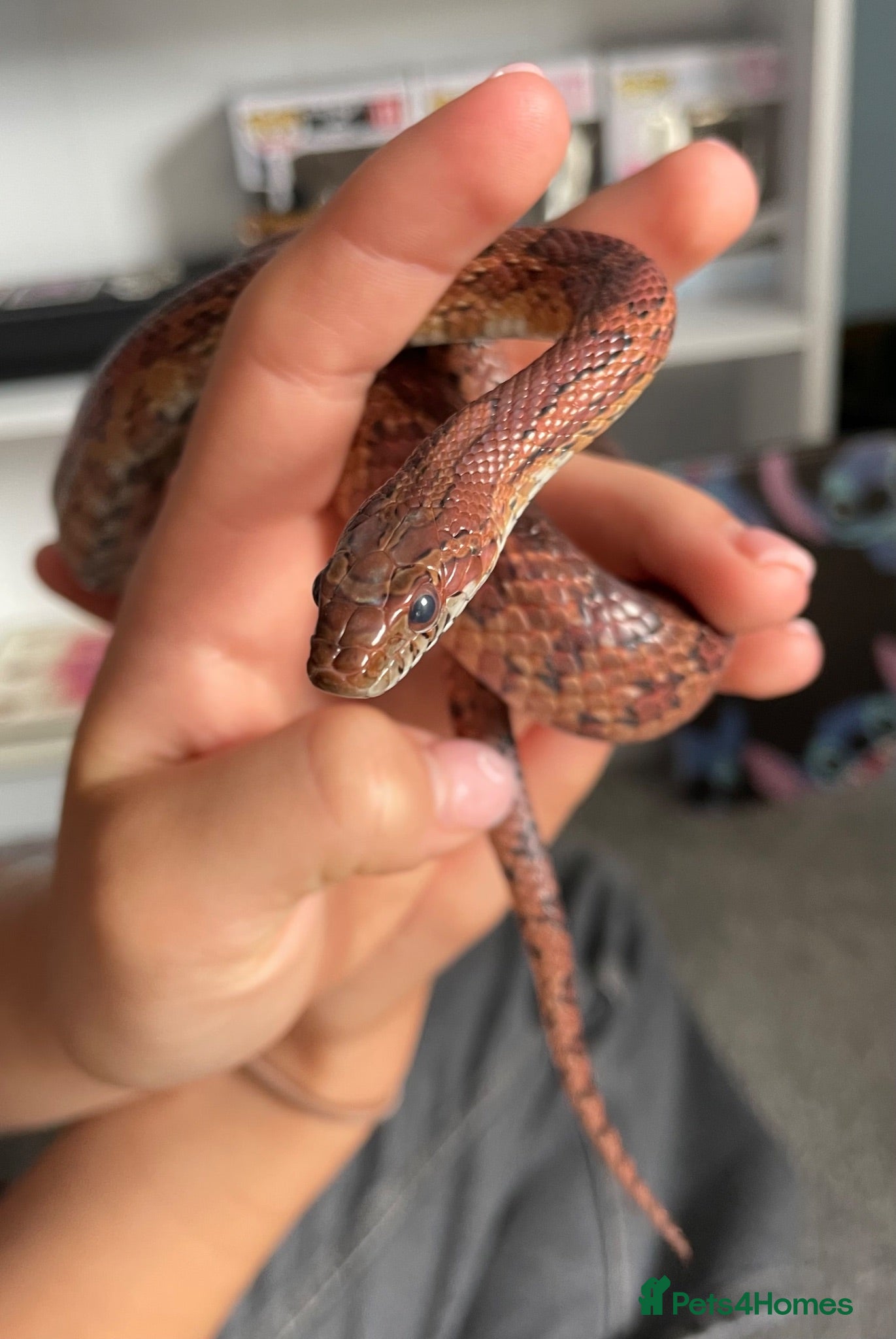 Corn Snake reptiles Corn Snake (Wild Type) - Advert 1