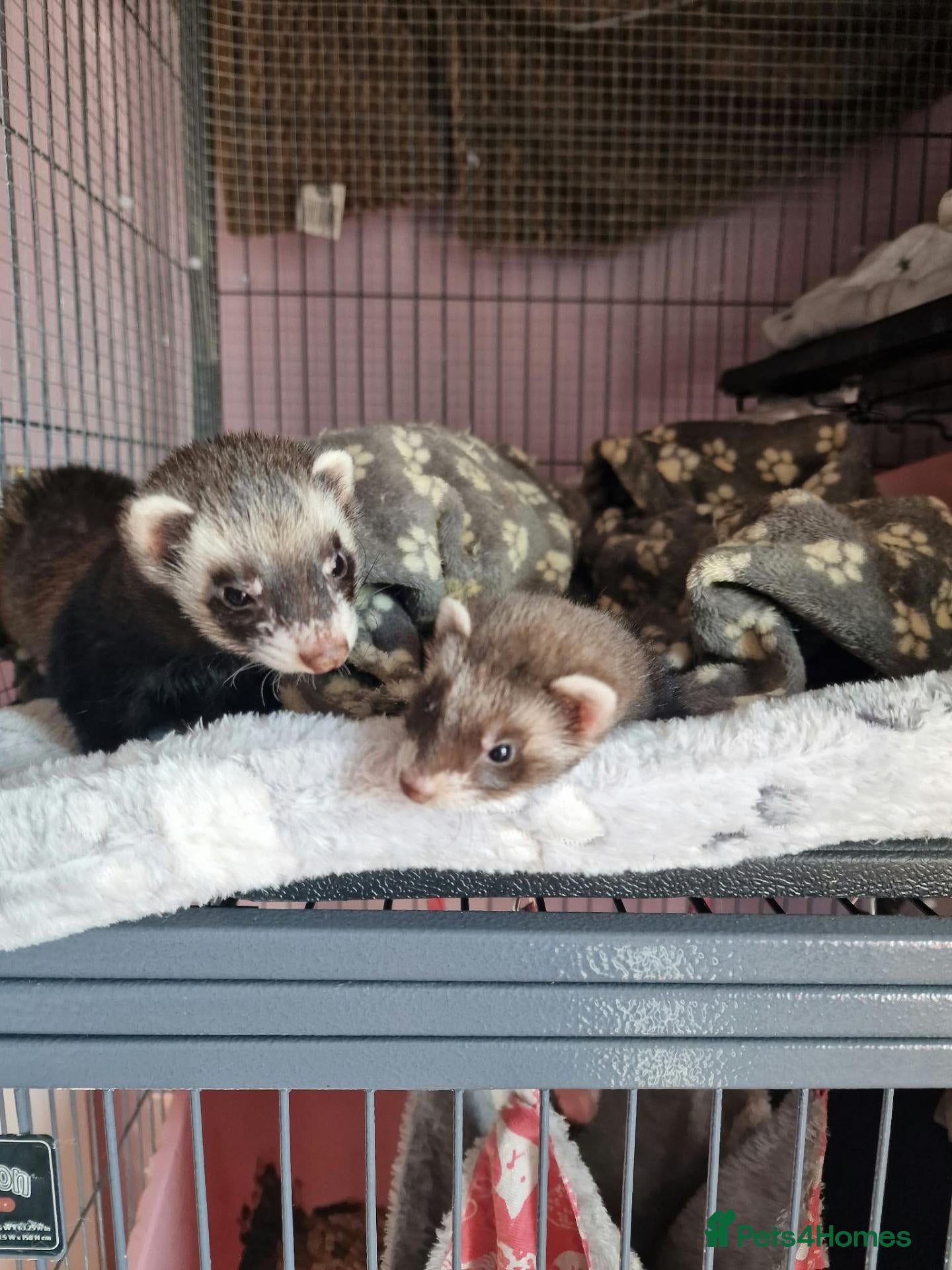 Ferret rodents Ferret Jill's looking for a new forever home  - Advert 14