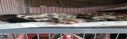 Ferret rodents for sale: Ferret Jill's looking for a new forever home  in Glasgow - Advert 1