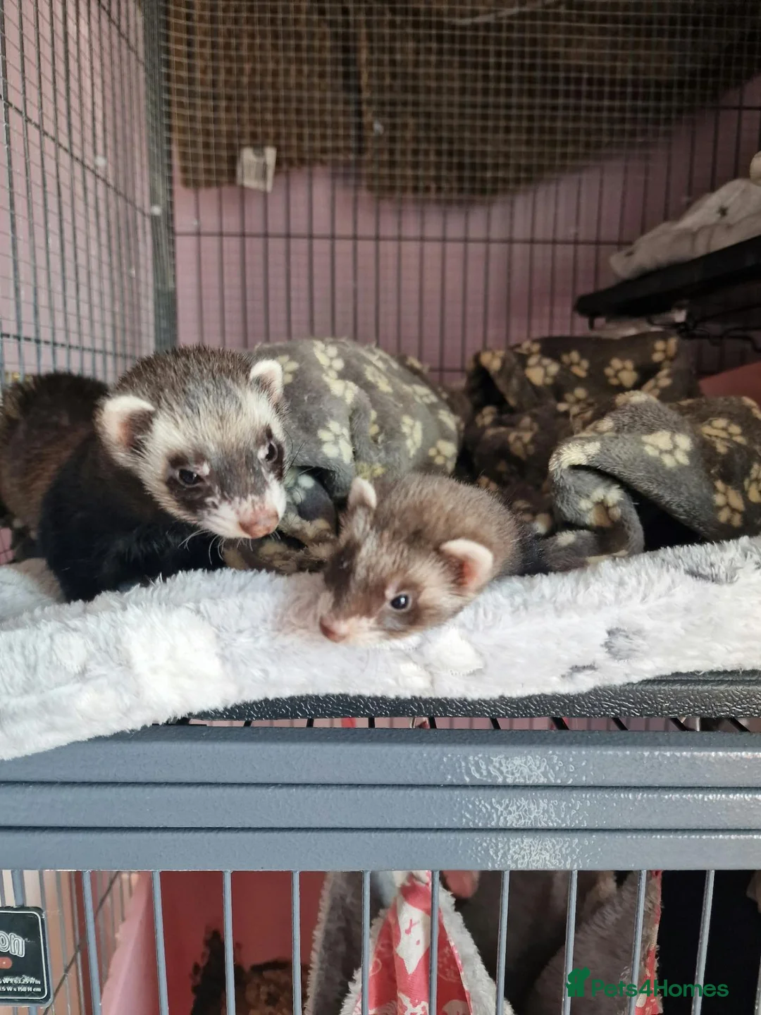 Ferret rodents for sale: Ferret Jill's looking for a new forever home  in Glasgow - Advert 1