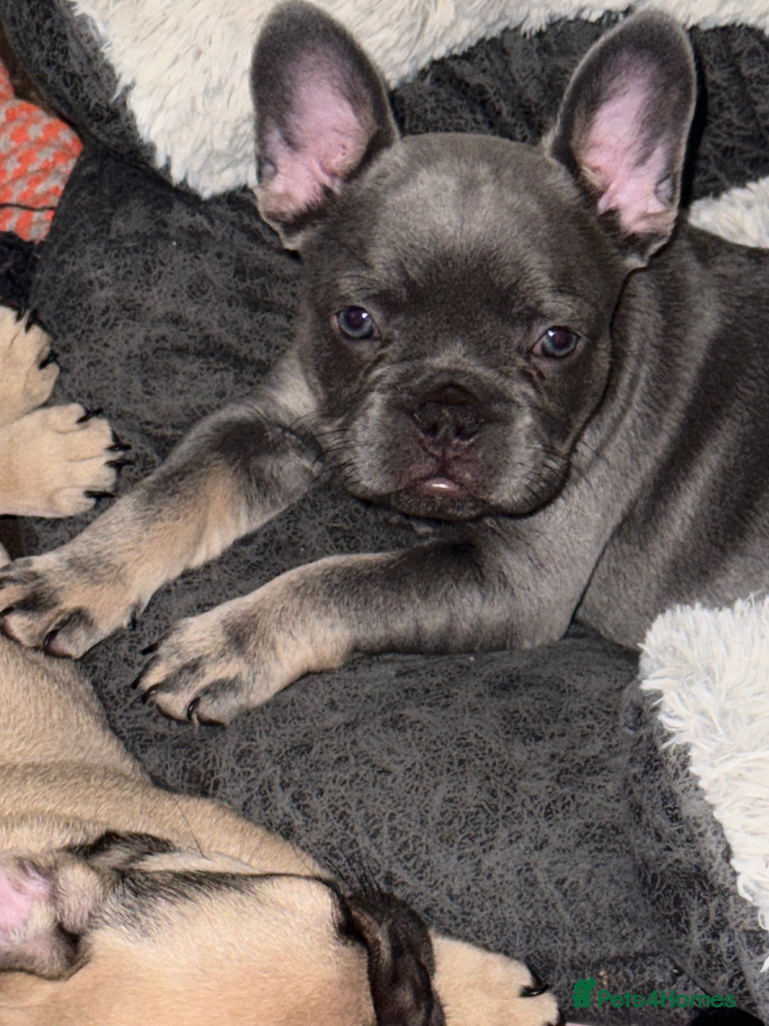 French Bulldog dogs for sale: 🐾Ready Now!! Adorable French Bulldog Puppies!  - Image 15