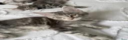 Maine Coon cats for sale: 🐾 Beautiful Maine Coon Kittens Forever Homes🐾 - Advert 18
